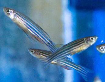 Aquatics (11%)